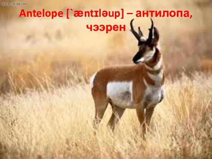 Antelope [`ӕntɪləup] – антилопа, чээрен