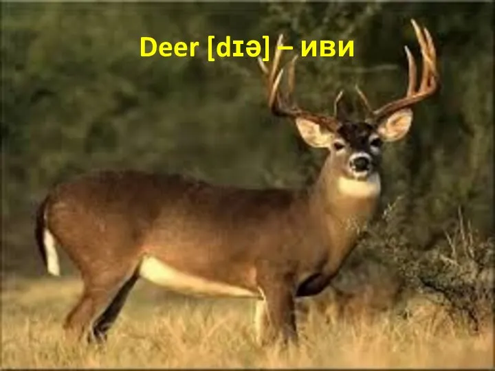 Deer [dɪə] – иви