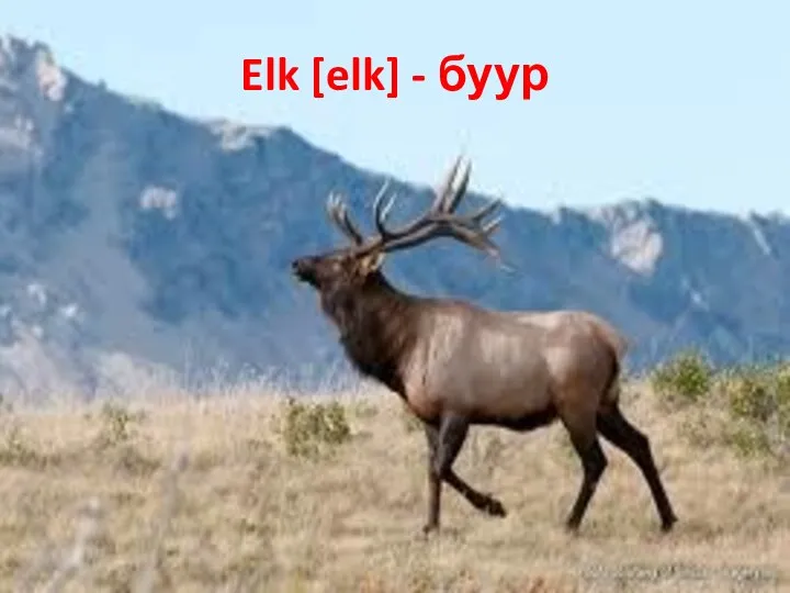 Elk [elk] - буур