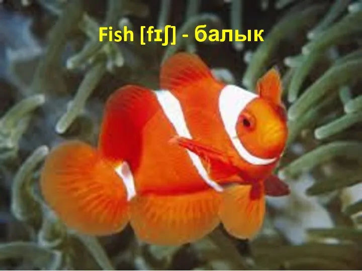 Fish [fɪʃ] - балык