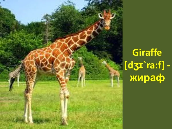 Giraffe [dӡɪ`ra:f] - жираф