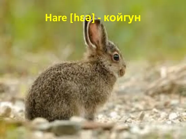 Hare [hεə] - койгун