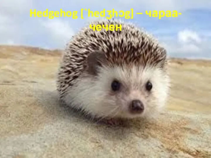 Hedgehog [`hedӡhᴐg] – чараа- чечен
