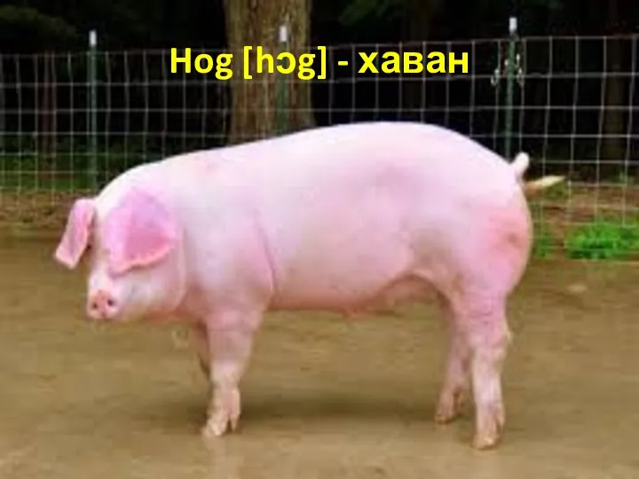 Hog [hᴐg] - хаван