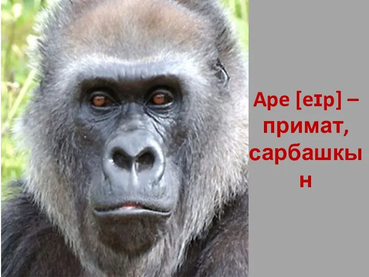 Ape [eɪp] – примат, сарбашкын