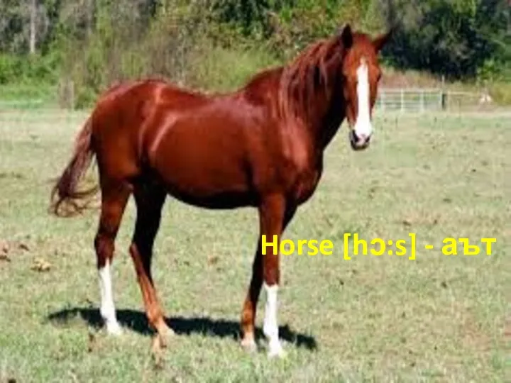Horse [hᴐ:s] - аът