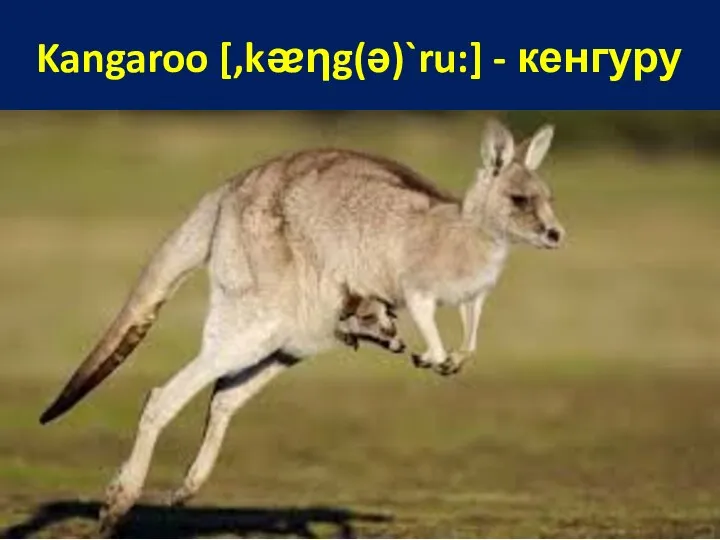 Kangaroo [,kᴂηg(ə)`ru:] - кенгуру