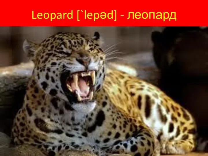 Leopard [`lepəd] - леопард