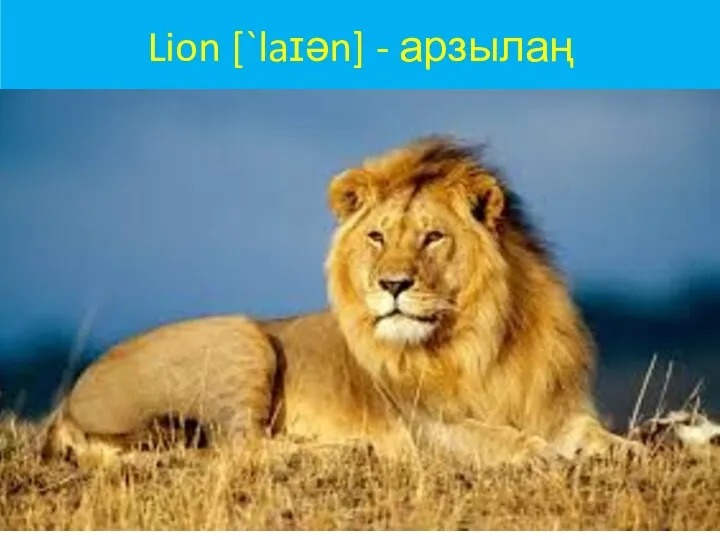 Lion [`laɪən] - арзылаң
