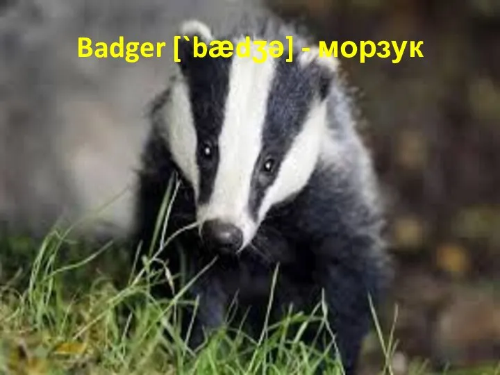 Badger [`bӕdӡə] - морзук