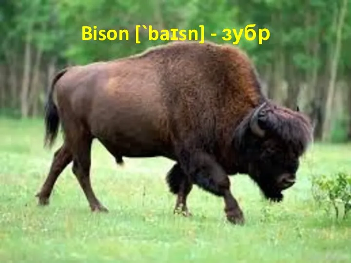 Bison [`baɪsn] - зубр