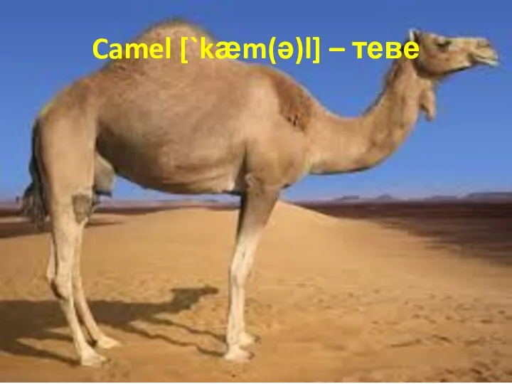 Camel [`kӕm(ә)l] – теве