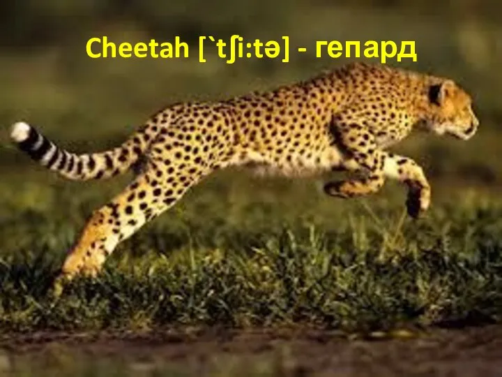 Cheetah [`tʃi:tə] - гепард