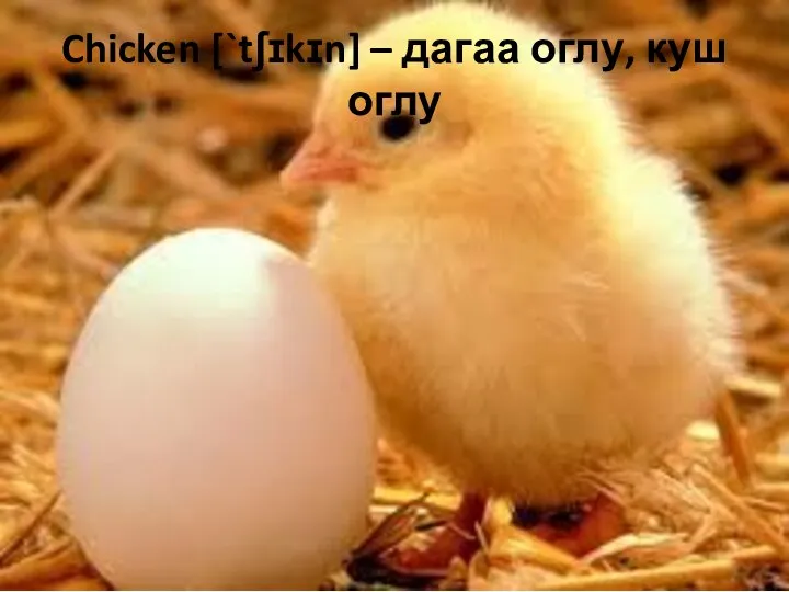 Chicken [`tʃɪkɪn] – дагаа оглу, куш оглу