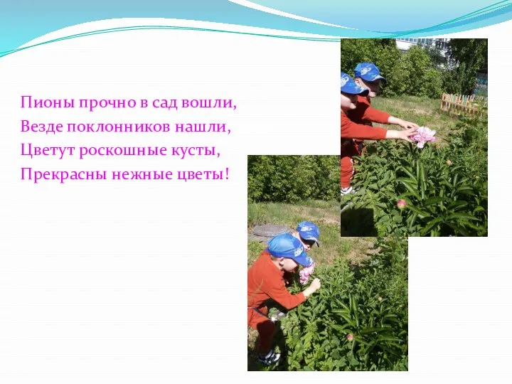 Пионы прочно в сад вошли, Везде поклонников нашли, Цветут роскошные кусты, Прекрасны нежные цветы!