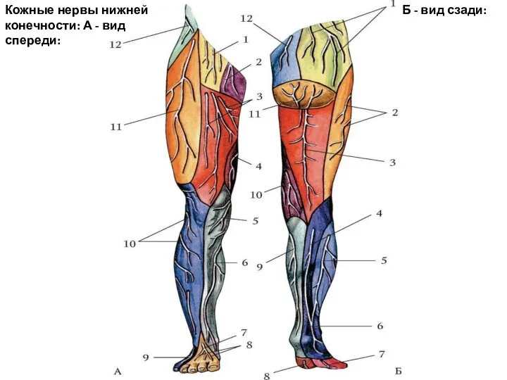 Кожные нервы нижней конечности: А - вид спереди: Б - вид сзади: