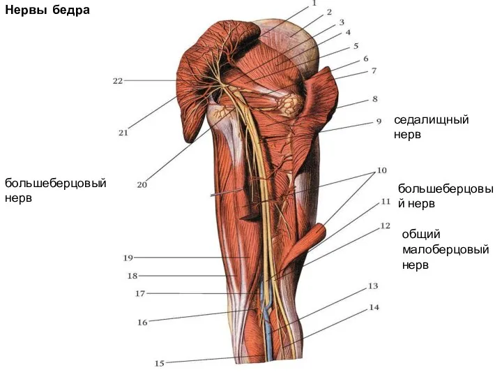 седалищный нерв общий малоберцовый нерв большеберцовый нерв большеберцовый нерв Нервы бедра