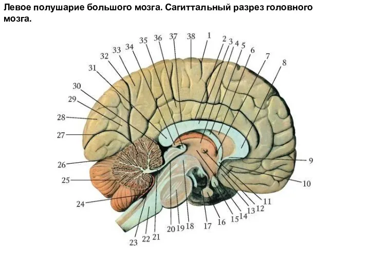 Левое полушарие большого мозга. Сагиттальный разрез головного мозга.