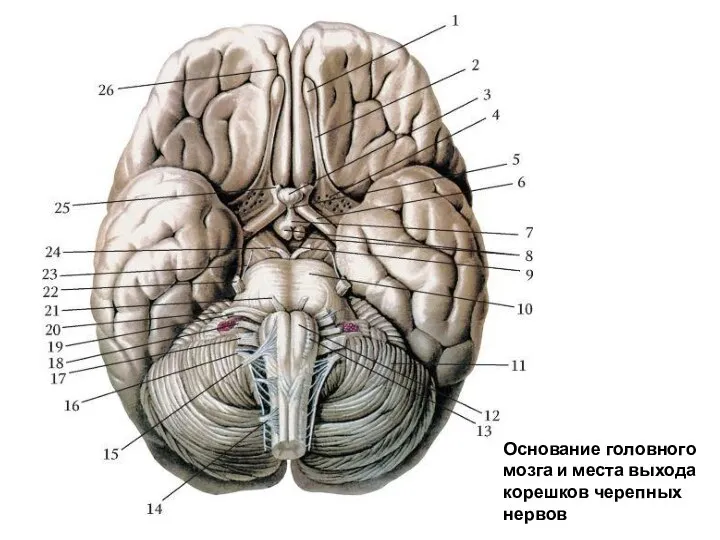 Основание головного мозга и места выхода корешков черепных нервов