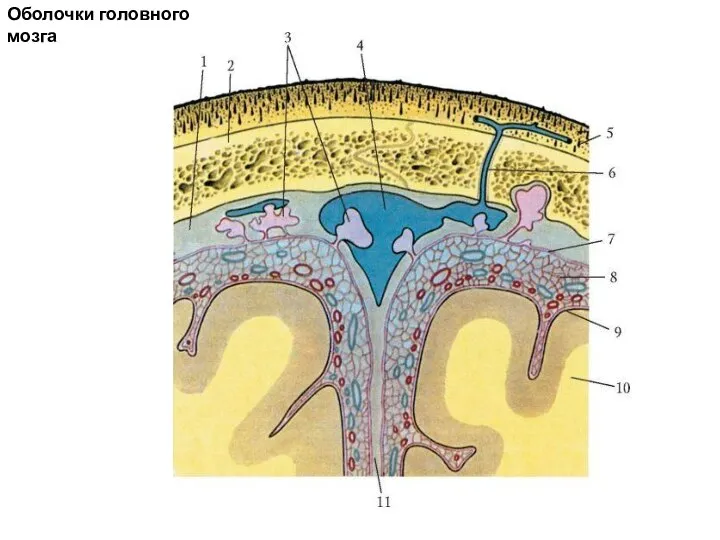 Оболочки головного мозга