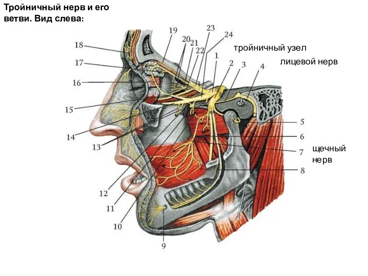Тройничный нерв и его ветви. Вид слева: лицевой нерв тройничный узел щечный нерв