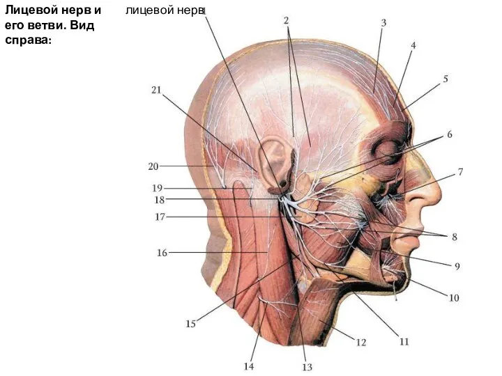 Лицевой нерв и его ветви. Вид справа: лицевой нерв