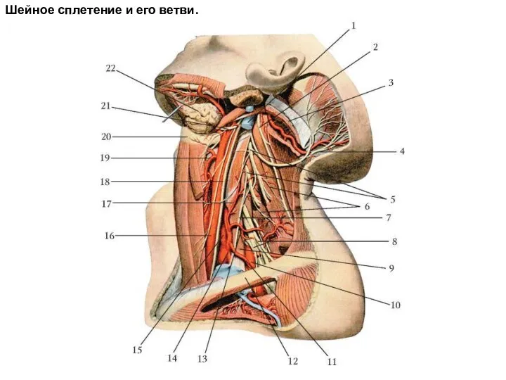 Шейное сплетение и его ветви.