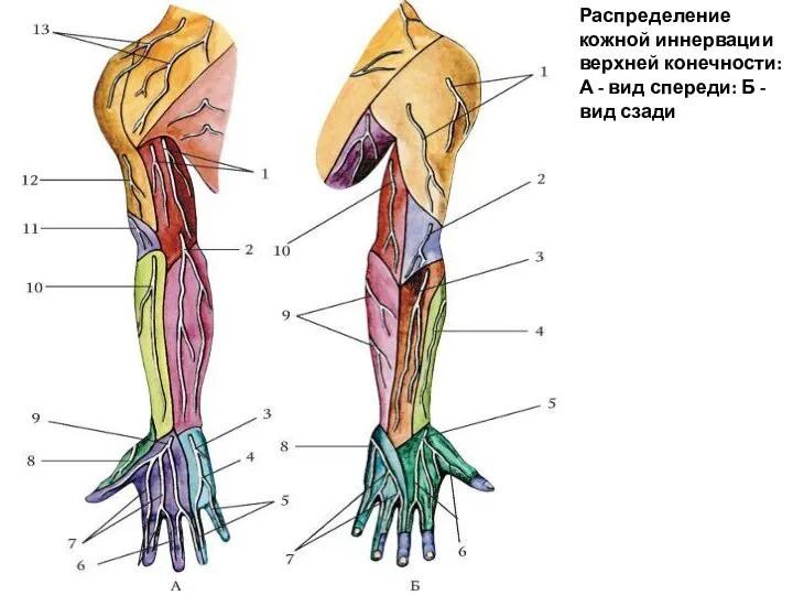 Распределение кожной иннервации верхней конечности: А - вид спереди: Б - вид сзади