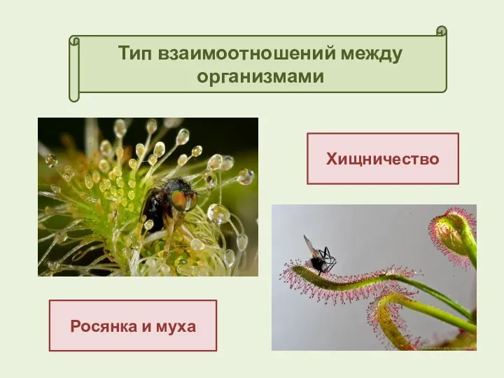 Типы отношений между организмами:хищничество. Тип взаимоотношений между пчелой и. Опишите хищничество как Тип взаимоотношений между животными. Бентические организмы. Типы отношений между растениями