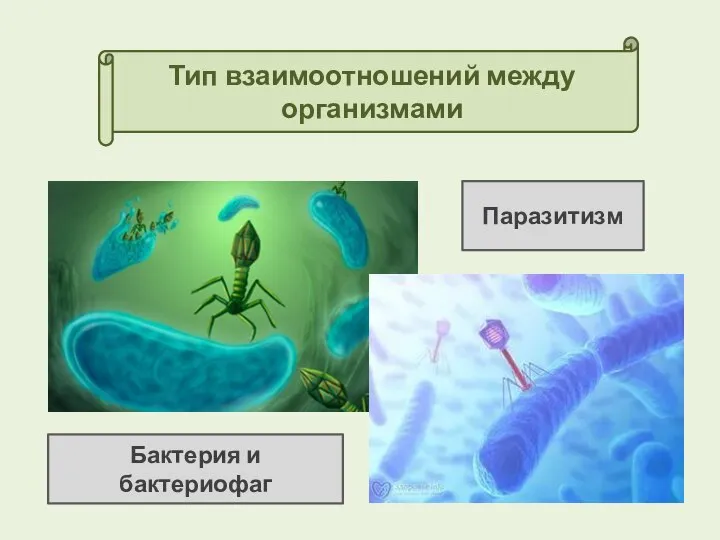 Тип взаимоотношений между организмами Паразитизм Бактерия и бактериофаг