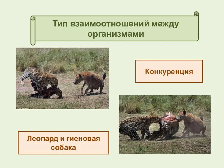 Тип взаимоотношений между организмами Конкуренция Леопард и гиеновая собака