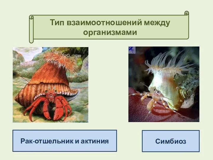 Тип взаимоотношений между организмами Симбиоз Рак-отшельник и актиния