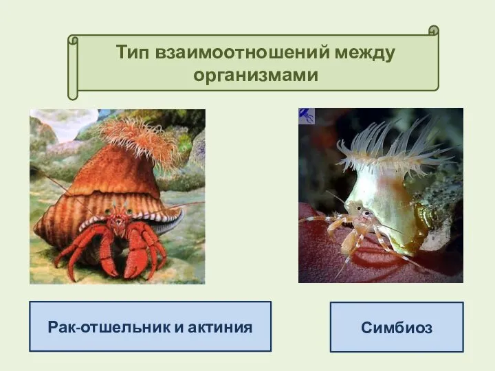 Взаимодействие актинии и рака отшельника называется