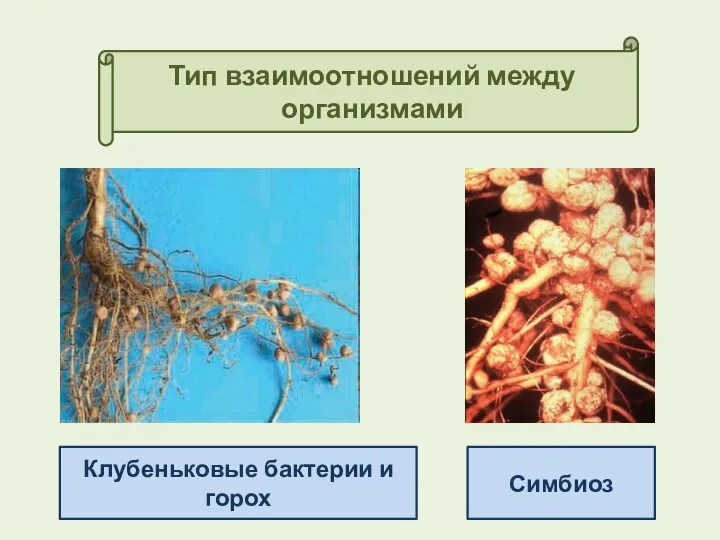 Тип взаимоотношений между организмами Симбиоз Клубеньковые бактерии и горох