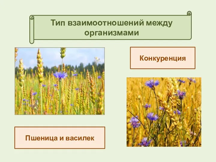 Тип взаимоотношений между организмами Конкуренция Пшеница и василек