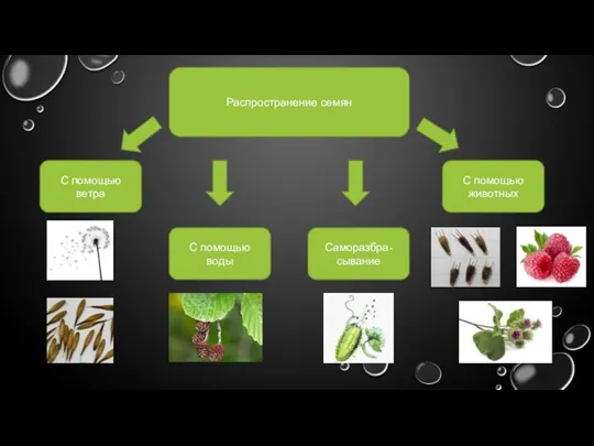 Распространение семян С помощью ветра С помощью воды Саморазбра-сывание С помощью животных