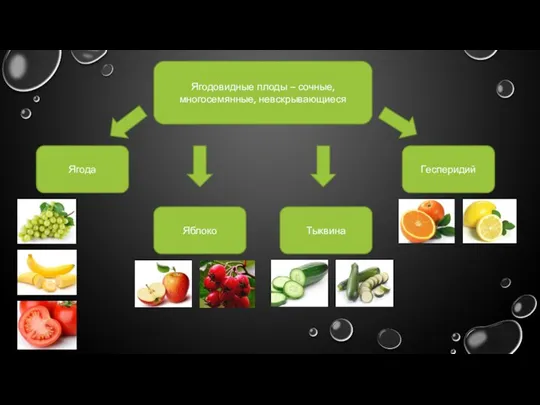 Ягодовидные плоды – сочные, многосемянные, невскрывающиеся Ягода Яблоко Тыквина Гесперидий