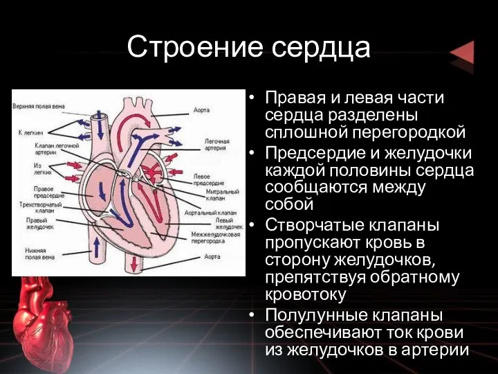 Строение сердца Правая и левая части сердца разделены сплошной перегородкой Предсердие и