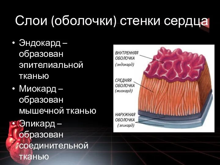 Слои (оболочки) стенки сердца Эндокард – образован эпителиальной тканью Миокард – образован