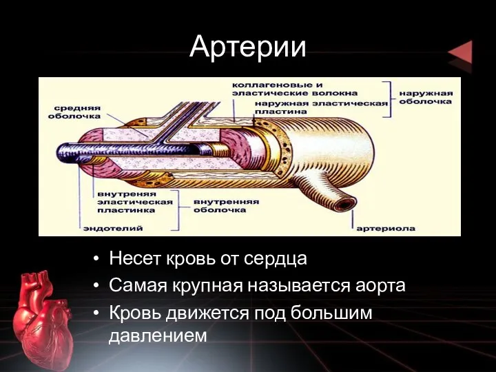 Артерии Несет кровь от сердца Самая крупная называется аорта Кровь движется под большим давлением