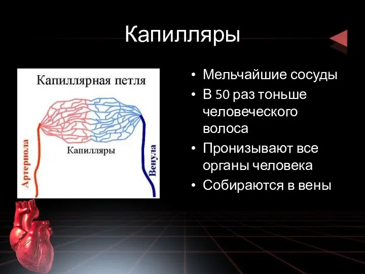 Капилляры Мельчайшие сосуды В 50 раз тоньше человеческого волоса Пронизывают все органы человека Собираются в вены