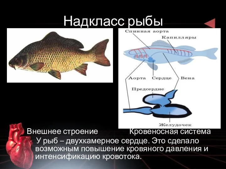 Надкласс рыбы Внешнее строение Кровеносная система У рыб – двухкамерное сердце. Это