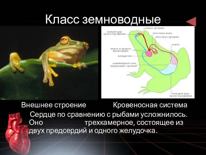 Класс земноводные Внешнее строение Кровеносная система Сердце по сравнению с рыбами усложнилось.