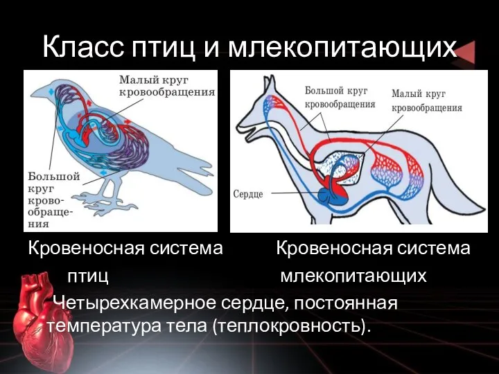 Класс птиц и млекопитающих Кровеносная система Кровеносная система птиц млекопитающих Четырехкамерное сердце, постоянная температура тела (теплокровность).