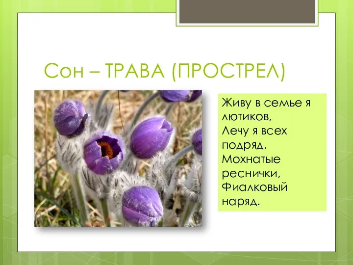 Сон – ТРАВА (ПРОСТРЕЛ) Живу в семье я лютиков, Лечу я всех