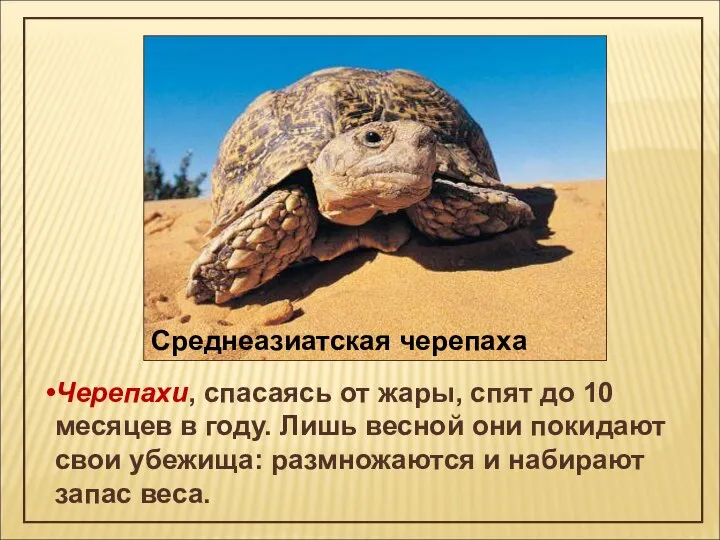 Черепахи, спасаясь от жары, спят до 10 месяцев в году. Лишь весной