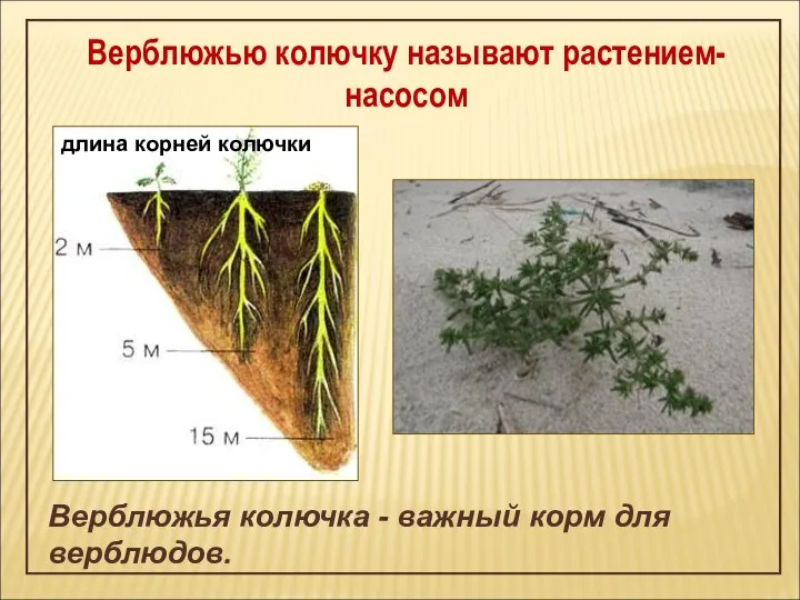 Верблюжью колючку называют растением-насосом Верблюжья колючка - важный корм для верблюдов.