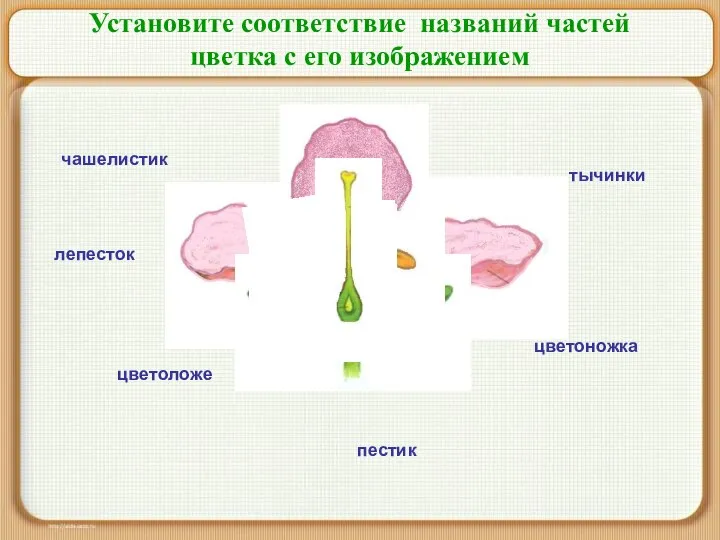 Установите соответствие названий частей цветка с его изображением чашелистик лепесток пестик тычинки цветоножка цветоложе