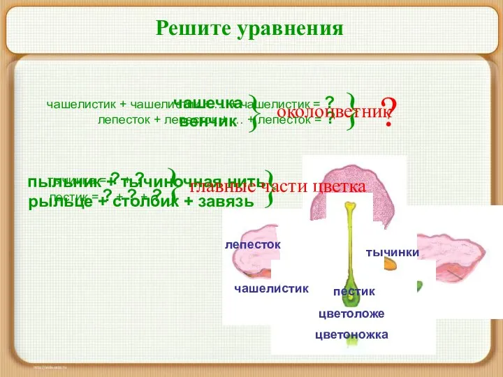 Решите уравнения чашелистик + чашелистик + … + чашелистик = ? лепесток