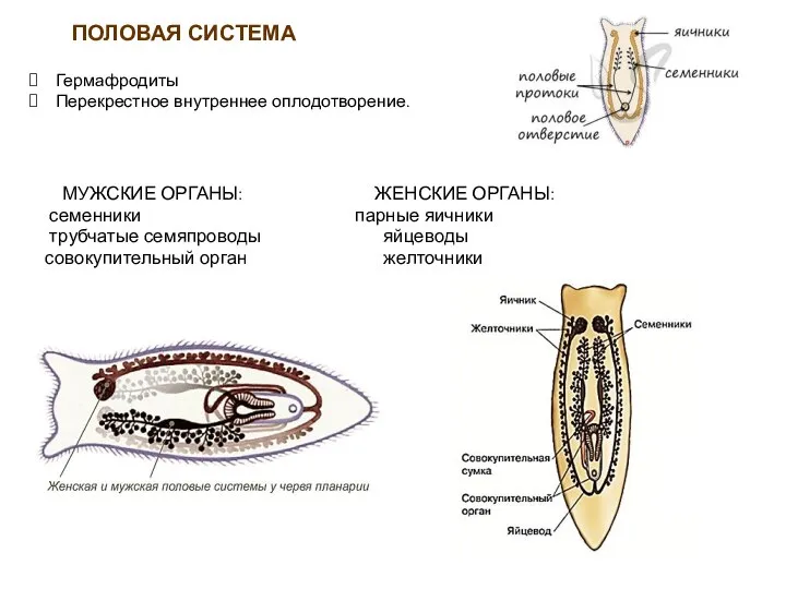 МУЖСКИЕ ОРГАНЫ: ЖЕНСКИЕ ОРГАНЫ: семенники парные яичники трубчатые семяпроводы яйцеводы совокупительный орган